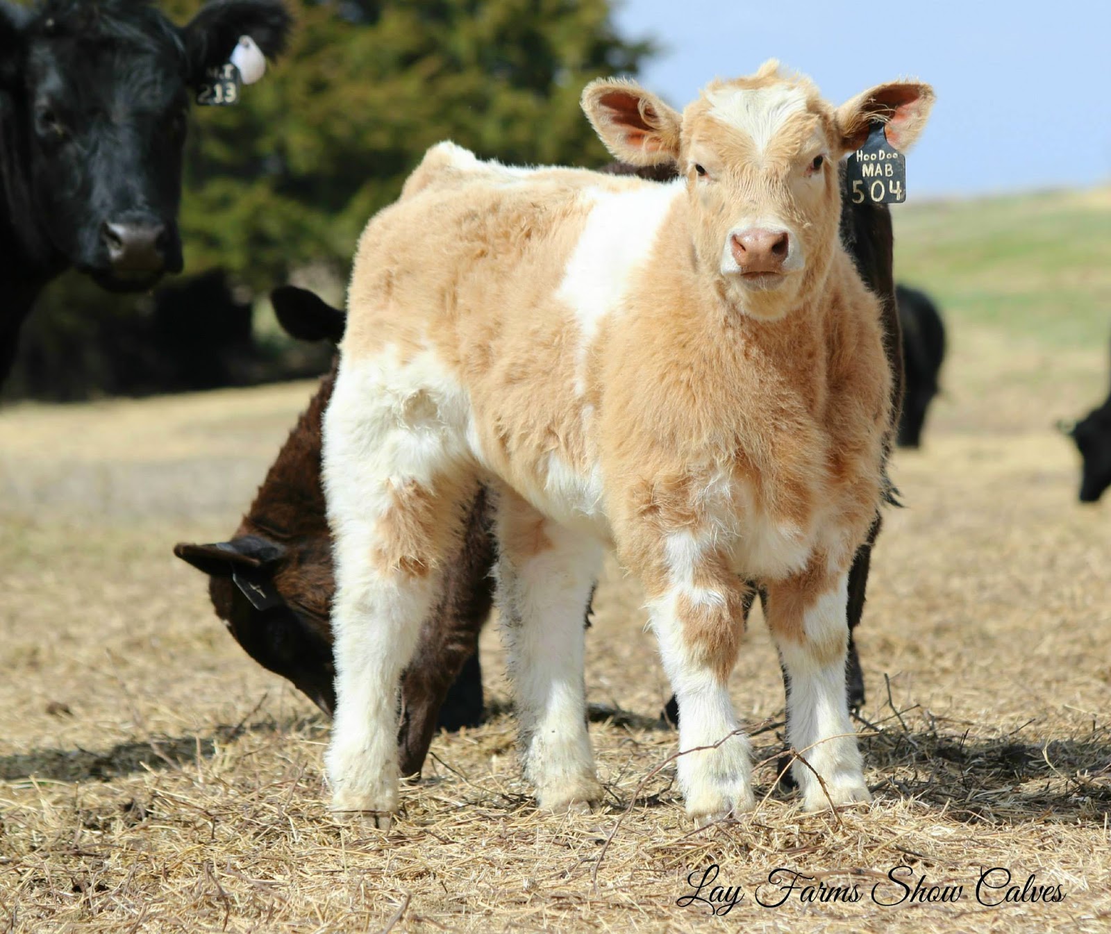 Lay Farms Show Calves